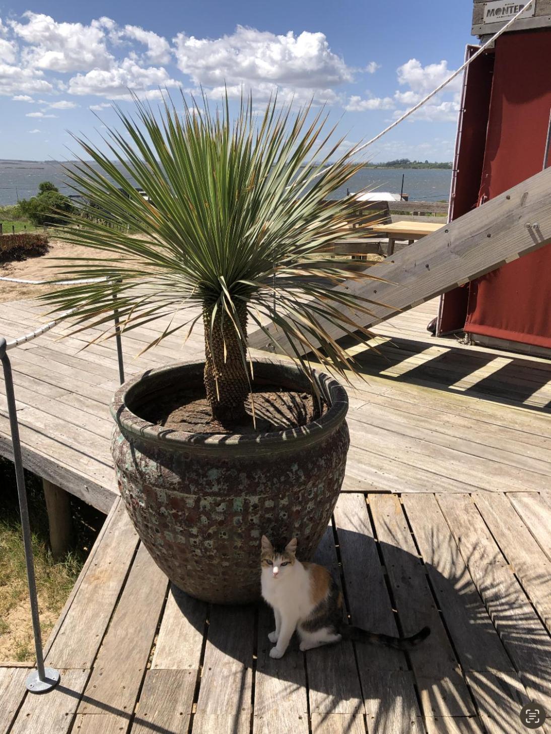 Posada El Pepe José Ignacio Exterior foto